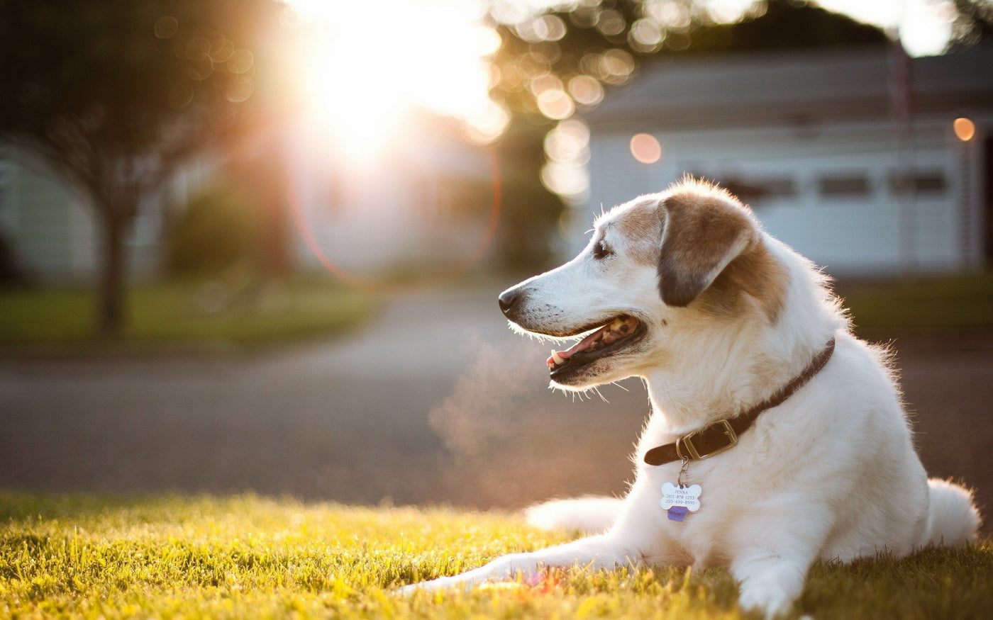 Is Your Dog Genetically Predisposed to Allergies?