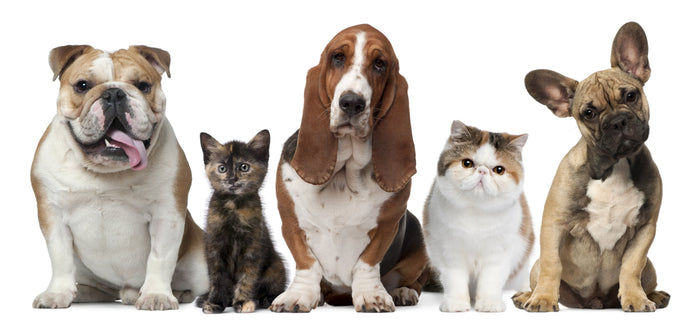 The Natural Chemical Free Alternative To Repel Fleas, Ticks & Mosquitoes