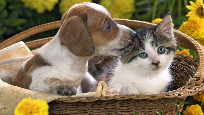 One Simple Step to Increase Your Dog's Life Span!