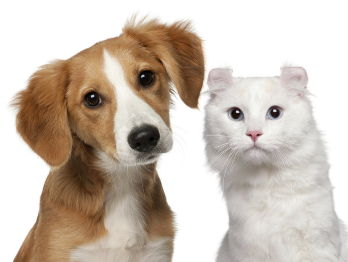 Find Out What You Really Need for Your New Puppy