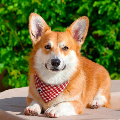 Plaid Dog Bandana Collar