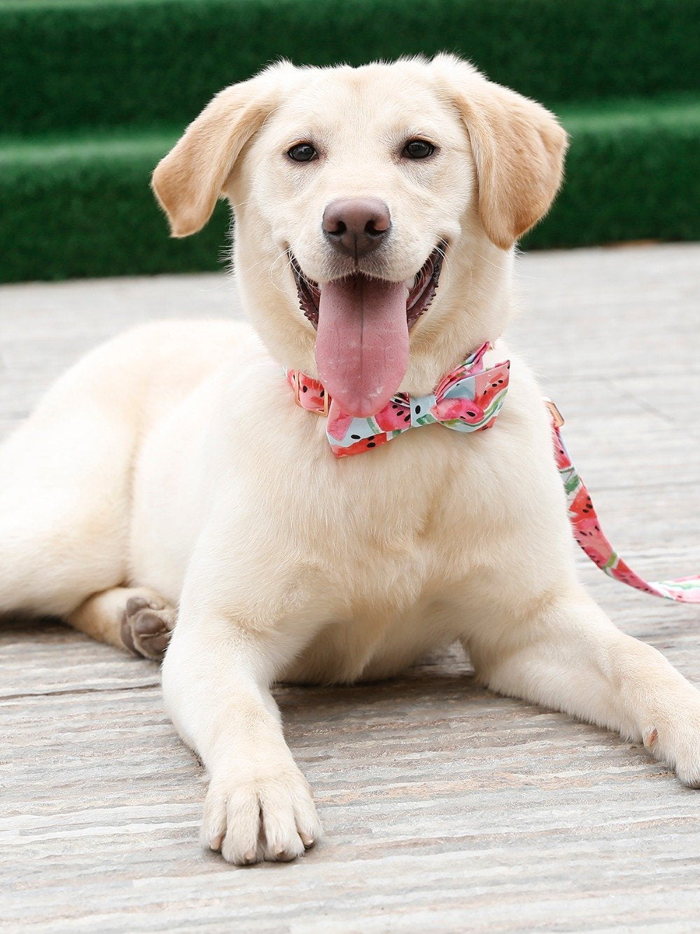 Watermelon pink dog collar and leash set with bow tie